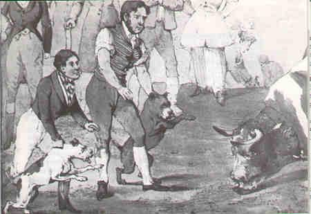 1820 SBT sa používali aj pri bitkách s býkmi.jpg