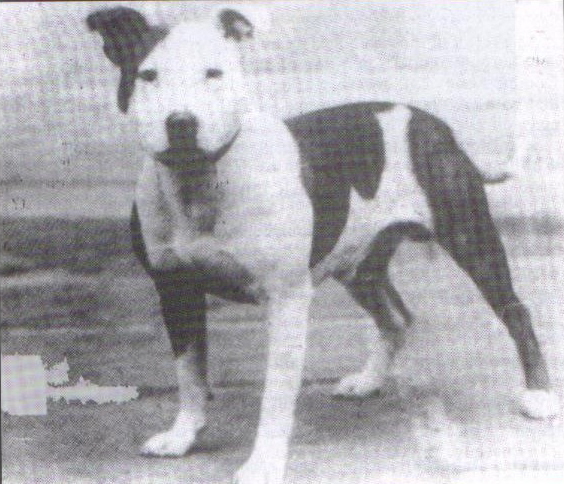 CH.Gentleman Jim.JPG