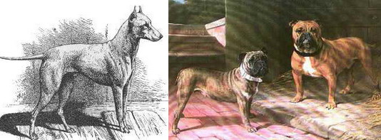 Old the White Terrier a Old The Bulldogs.jpg