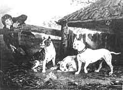 pes typu bull and terrier.jpg