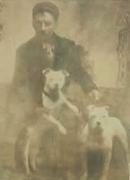 Zobrazenie bull and terrier z r.1910.jpg