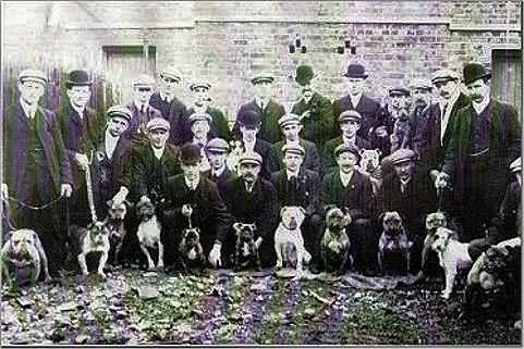 Dogshow 1900 typu bull and terrier.jpg