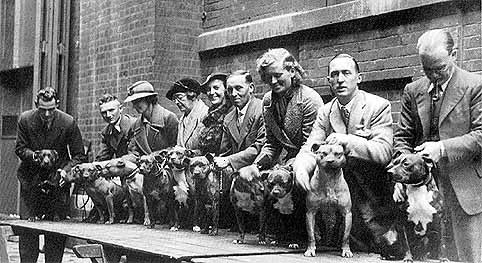 Dogshow 1937.jpg